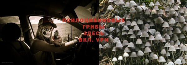 прущие грибы Лабытнанги